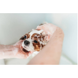 banho terapêutico em cães Vila Linda