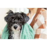 banho terapêutico para cachorros valores Vila Progresso