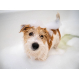 banho terapêutico para cachorros Parque Represa Billings III
