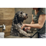 banho terapêutico para cães Parque Represa Billings III