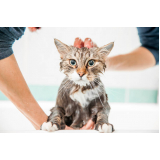 Banho e Tosa para Gato