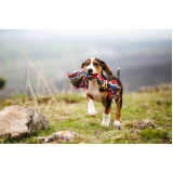 brinquedo de corda para cachorro valor Parque Represa Billings II