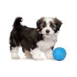 brinquedo inteligente para cachorro valor Rio Pequeno
