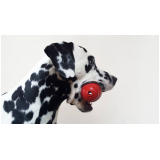 brinquedo para cachorro Vila Humaitá