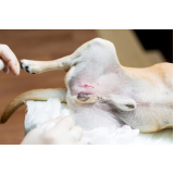 castração para cachorro Araçaúva