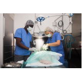 cirurgia de castração em cachorro macho Várzea do Tamanduateí