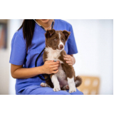 clínica pet veterinária contato Cerâmica