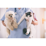 clínica veterinária para cães e gatos São Bernado do Campo