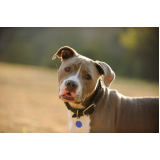 coleira com identificação para cães valores Parque Represa Billings II
