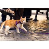 coleira para gato identificação valores Vila Pires