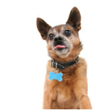 coleira personalizada para cão valores Condomínio Maracanã