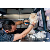 contato de banho em gato pet shop Condomínio Maracanã
