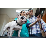 exame de raio x para cachorro Vila Curuçá