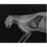 exame de raio x para gatos preço Fundação