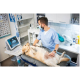 exame de ultrassom abdominal cão preço Jardim Santo Antônio