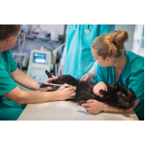 exame de ultrassom abdominal cão Cerâmica