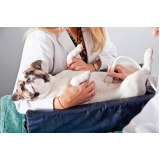 exame de ultrassom abdominal para cachorro Cooperativa