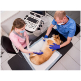 exame de ultrassom para cachorro preço Vila Linda