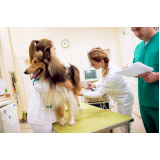 Exame de Ultrassom Abdominal para Cachorro Diadema