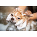 onde tem banho terapêutico em cães Estância Rio Grande