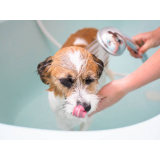 onde tem banho terapêutico para cachorro Cooperativa