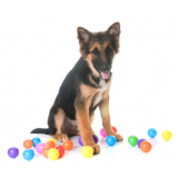 preço de brinquedo para cachorro grande Vila Príncipe de Gales