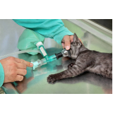 serviço de castração de gato macho Polo Petroquímico de Capuava