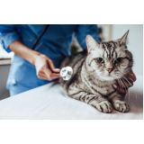 telefone de clínica pet veterinária Cinco