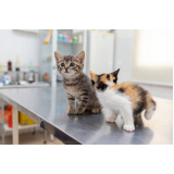 telefone de veterinário especialista em gatos Recreio da Borda do Campo