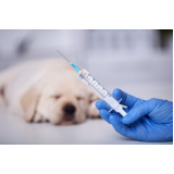 vacina antirrábica cachorro preço Vila Camilópolis