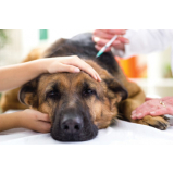 vacina antirrábica cachorro Parque Capuava