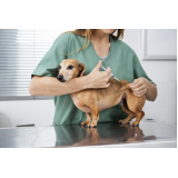 vacina antirrábica canina Cinco