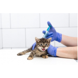 vacina antirrábica gato Novo Homero Thon
