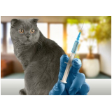 vacina antirrábica para gato preço Santa Paula