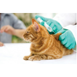 vacina antirrábica para gato Vila Homero Thon