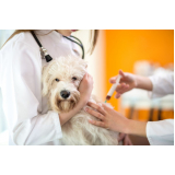 vacina cachorro filhote preço Vila Bastos