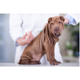 vacina contra raiva cachorro Jardim Santa Cristina