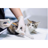 vacina contra raiva gato preço Jordanópolis