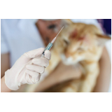 vacina contra raiva gato Jardim Rina