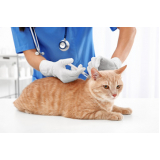 vacina contra raiva para gato preço Cinco