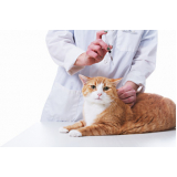 vacina de gato v4 preço Araçaúva