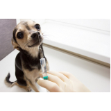 vacina de gripe para cachorro preço Jardim Bela Vista
