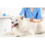vacina de gripe para cachorro Vila Alice