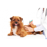 vacina de raiva para cachorro Vila Duzzi