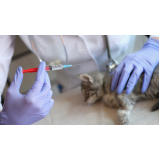 vacina gato filhote preço Jardim Laura