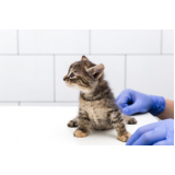 vacina gato filhote Nova Gerty