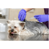 vacina para cachorro Vila Pires
