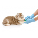 vacina para filhote de cachorro Vila Pires