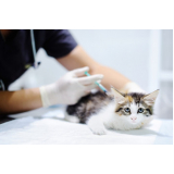 vacina para filhote de gato preço Vila Alice