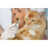 vacina para filhote de gato Parque Jaçatuba